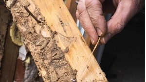 Защита древесины от плесени и грибка с помощью антисептика - «manikyrsha.ru»